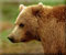 I consigli di Baloo I consigli di Baloo